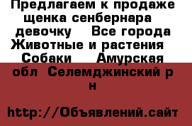 Предлагаем к продаже щенка сенбернара - девочку. - Все города Животные и растения » Собаки   . Амурская обл.,Селемджинский р-н